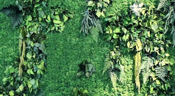 muschi e licheni per giardini verticali interni - rivenditore riganelli - Copia